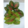 Cây Lá Rùa Trầu Bà Môn Xanh Đốm - Decor nhà cửa, văn phòng, giá ưu đãi 88.500 VND 14