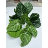 Cây Lá Rùa Trầu Bà Môn Xanh Đốm - Decor nhà cửa, văn phòng, giá ưu đãi 88.500 VND 15