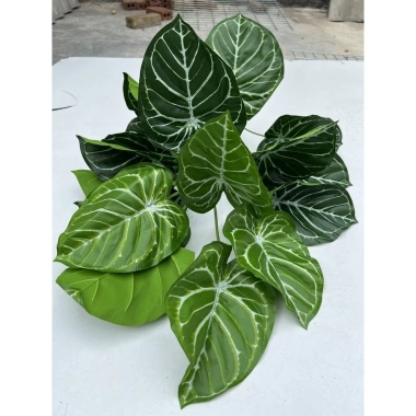 Cây Lá Rùa Trầu Bà Môn Xanh Đốm - Decor nhà cửa, văn phòng, giá ưu đãi 88.500 VND 15