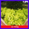 Cây Lá Trắng - Cây cảnh nền lối đi sân vườn, giá 19.000đ, xanh mượt, độ bền cao, đẹp mắt