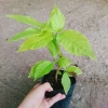 Cây Lá Trắng - Cây cảnh nền lối đi sân vườn, giá 19.000đ, xanh mượt, độ bền cao, đẹp mắt 2
