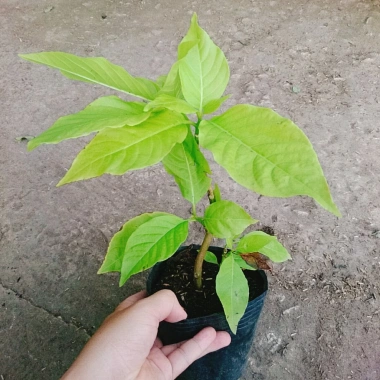 Cây Lá Trắng - Cây cảnh nền lối đi sân vườn, giá 19.000đ, xanh mượt, độ bền cao, đẹp mắt 2