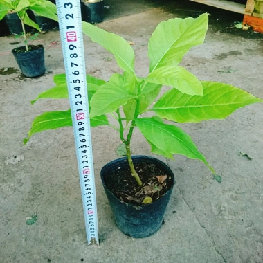 Cây Lá Trắng - Cây cảnh nền lối đi sân vườn, giá 19.000đ, xanh mượt, độ bền cao, đẹp mắt 3