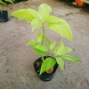 Cây Lá Trắng - Cây cảnh nền lối đi sân vườn, giá 19.000đ, xanh mượt, độ bền cao, đẹp mắt 4