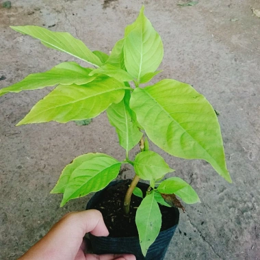 Cây Lá Trắng - Cây cảnh nền lối đi sân vườn, giá 19.000đ, xanh mượt, độ bền cao, đẹp mắt 5