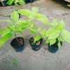 Cây Lá Trắng - Cây cảnh nền lối đi sân vườn, giá 19.000đ, xanh mượt, độ bền cao, đẹp mắt 6