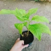 Cây Lá Trắng - Cây cảnh nền lối đi sân vườn, giá 19.000đ, xanh mượt, độ bền cao, đẹp mắt 8