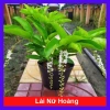 Cây Lài Thái Lài Nữ Hoàng - hoa 10 ngày tàn, hương thơm, cầm mộc 37.300 VND