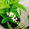 Cây Lài Thái Lài Nữ Hoàng - hoa 10 ngày tàn, hương thơm, cầm mộc 37.300 VND 2