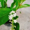 Cây Lài Thái Lài Nữ Hoàng - hoa 10 ngày tàn, hương thơm, cầm mộc 37.300 VND 3