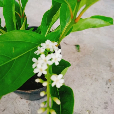 Cây Lài Thái Lài Nữ Hoàng - hoa 10 ngày tàn, hương thơm, cầm mộc 37.300 VND
