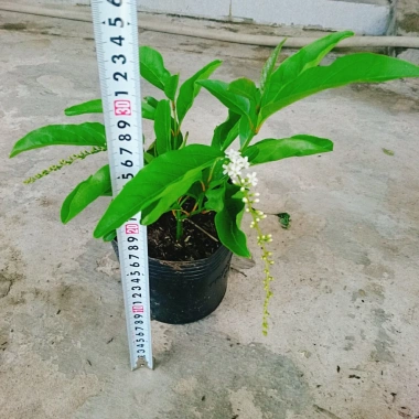 Cây Lài Thái Lài Nữ Hoàng - hoa 10 ngày tàn, hương thơm, cầm mộc 37.300 VND