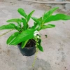 Cây Lài Thái Lài Nữ Hoàng - hoa 10 ngày tàn, hương thơm, cầm mộc 37.300 VND 5