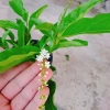 Cây Lài Thái Lài Nữ Hoàng - hoa 10 ngày tàn, hương thơm, cầm mộc 37.300 VND 6
