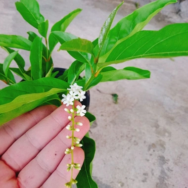 Cây Lài Thái Lài Nữ Hoàng - hoa 10 ngày tàn, hương thơm, cầm mộc 37.300 VND
