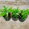Cây Lài Thái Lài Nữ Hoàng - hoa 10 ngày tàn, hương thơm, cầm mộc 37.300 VND 7
