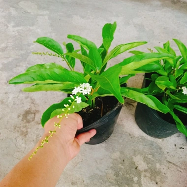 Cây Lài Thái Lài Nữ Hoàng - hoa 10 ngày tàn, hương thơm, cầm mộc 37.300 VND