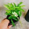 Cây Lài Thái Lài Nữ Hoàng - hoa 10 ngày tàn, hương thơm, cầm mộc 37.300 VND 9