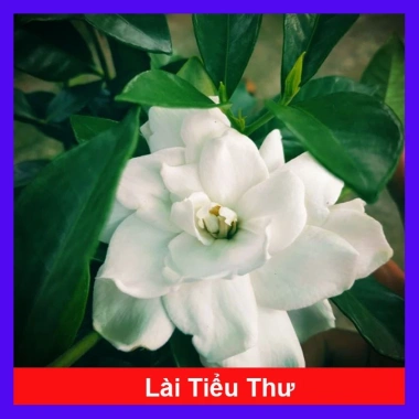 Cây Lài Tiểu Thư hoa thơm - Giá chỉ 39.000đ, giảm mạnh, cây cảnh trong nhà xanh mát
