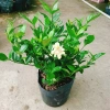 Cây Lài Tiểu Thư hoa thơm - Giá chỉ 39.000đ, giảm mạnh, cây cảnh trong nhà xanh mát 2