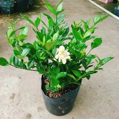 Cây Lài Tiểu Thư hoa thơm - Giá chỉ 39.000đ, giảm mạnh, cây cảnh trong nhà xanh mát