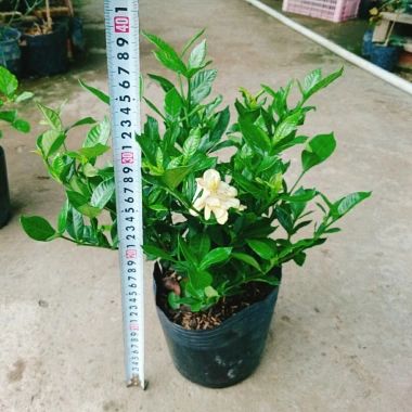 Cây Lài Tiểu Thư hoa thơm - Giá chỉ 39.000đ, giảm mạnh, cây cảnh trong nhà xanh mát
