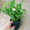 Cây Lài Tiểu Thư hoa thơm - Giá chỉ 39.000đ, giảm mạnh, cây cảnh trong nhà xanh mát 4