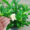 Cây Lài Tiểu Thư hoa thơm - Giá chỉ 39.000đ, giảm mạnh, cây cảnh trong nhà xanh mát 5