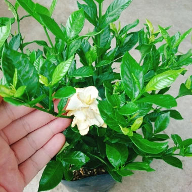 Cây Lài Tiểu Thư hoa thơm - Giá chỉ 39.000đ, giảm mạnh, cây cảnh trong nhà xanh mát