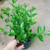 Cây Lài Tiểu Thư hoa thơm - Giá chỉ 39.000đ, giảm mạnh, cây cảnh trong nhà xanh mát 6