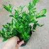 Cây Lài Tiểu Thư hoa thơm - Giá chỉ 39.000đ, giảm mạnh, cây cảnh trong nhà xanh mát 7