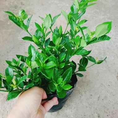 Cây Lài Tiểu Thư hoa thơm - Giá chỉ 39.000đ, giảm mạnh, cây cảnh trong nhà xanh mát