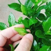 Cây Lài Tiểu Thư hoa thơm - Giá chỉ 39.000đ, giảm mạnh, cây cảnh trong nhà xanh mát 8