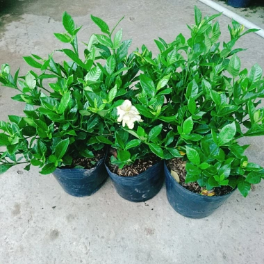 Cây Lài Tiểu Thư hoa thơm - Giá chỉ 39.000đ, giảm mạnh, cây cảnh trong nhà xanh mát