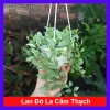 Cây lan đô la cẩm thạch - lan hạt dưa trong chậu treo tường, ban công đẹp mắt, giảm còn 35.000 VND