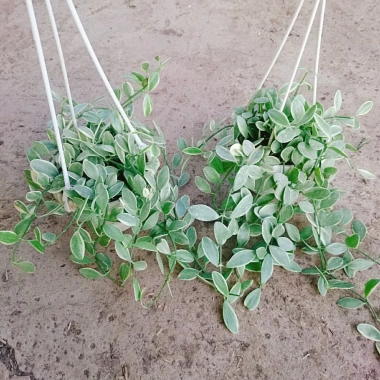 Cây lan đô la cẩm thạch - lan hạt dưa trong chậu treo tường, ban công đẹp mắt, giảm còn 35.000 VND 4