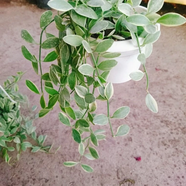 Cây lan đô la cẩm thạch - lan hạt dưa trong chậu treo tường, ban công đẹp mắt, giảm còn 35.000 VND 7