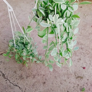 Cây lan đô la cẩm thạch - lan hạt dưa trong chậu treo tường, ban công đẹp mắt, giảm còn 35.000 VND 8