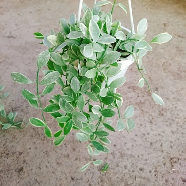 Cây lan đô la cẩm thạch - lan hạt dưa trong chậu treo tường, ban công đẹp mắt, giảm còn 35.000 VND 9