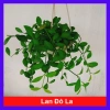 Cây lan đô la chậu treo - Thân leo rủ nhanh, tươi tốt quanh năm, treo tường và ban công, giá chỉ 39.000đ