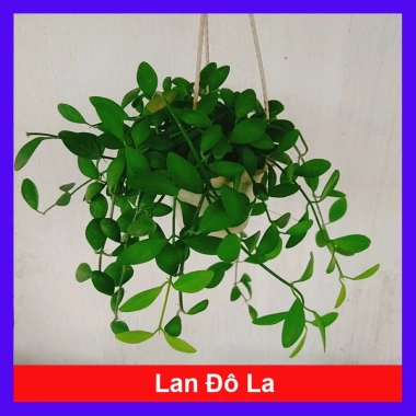 Cây lan đô la chậu treo - Thân leo rủ nhanh, tươi tốt quanh năm, treo tường và ban công, giá chỉ 39.000đ