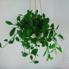 Cây lan đô la chậu treo - Thân leo rủ nhanh, tươi tốt quanh năm, treo tường và ban công, giá chỉ 39.000đ 2
