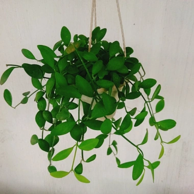 Cây lan đô la chậu treo - Thân leo rủ nhanh, tươi tốt quanh năm, treo tường và ban công, giá chỉ 39.000đ 3