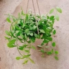 Cây lan đô la chậu treo - Thân leo rủ nhanh, tươi tốt quanh năm, treo tường và ban công, giá chỉ 39.000đ 5