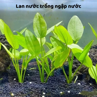Cây Lan nước Lưỡi mác (Bách thủy tiên) – Cây thủy sinh giá 6.000₫, giảm so với 7.680 2 Cây Lan nước Lưỡi mác (Bách thủy tiên) – Cây thủy sinh giá 6.000₫, giảm so với 7.680 2
