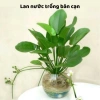 Cây Lan nước Lưỡi mác (Bách thủy tiên) – Cây thủy sinh giá 6.000₫, giảm so với 7.680 3