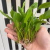 Cây Lan nước Lưỡi mác (Bách thủy tiên) – Cây thủy sinh giá 6.000₫, giảm so với 7.680 4