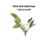 Cây Lan nước Lưỡi mác (Bách thủy tiên) – Cây thủy sinh giá 6.000₫, giảm so với 7.680 7