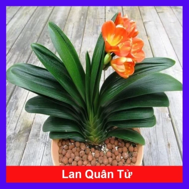 Cây lan quân tử - Cây cảnh để bàn, giảm giá 115.000đ, không gian xanh tươi
