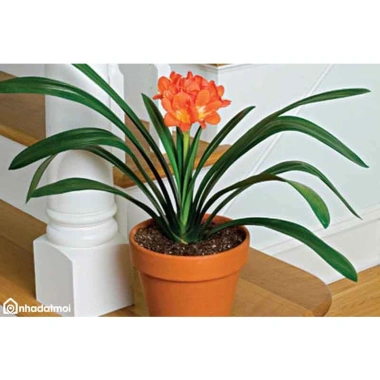 Cây lan quân tử - Cây cảnh để bàn, giảm giá 115.000đ, không gian xanh tươi 2